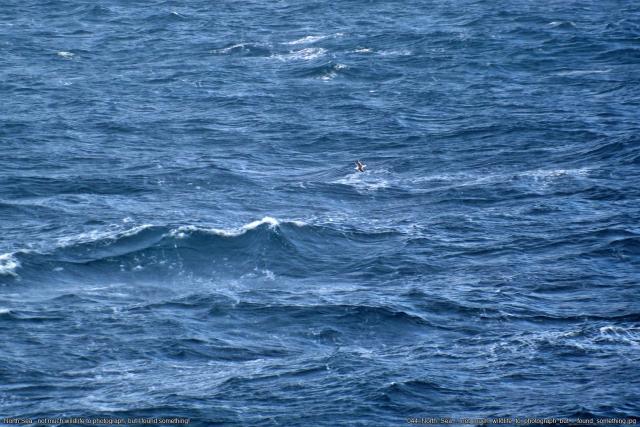 044_North_Sea_-_not_much_wildlife_to_photograph_but_I_found_something.jpg