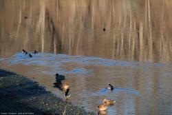 072_Norway_-_Trondheim_-_ducks_on_the_Nidelva.jpg
