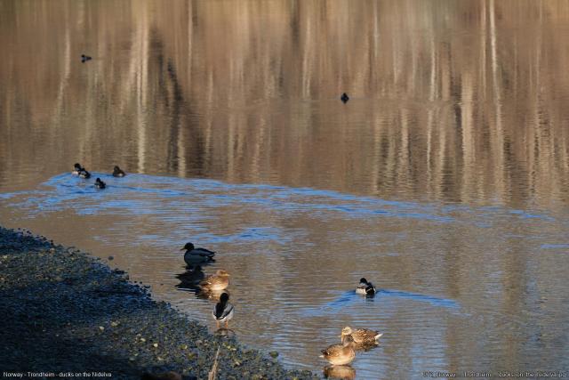 072_Norway_-_Trondheim_-_ducks_on_the_Nidelva.jpg