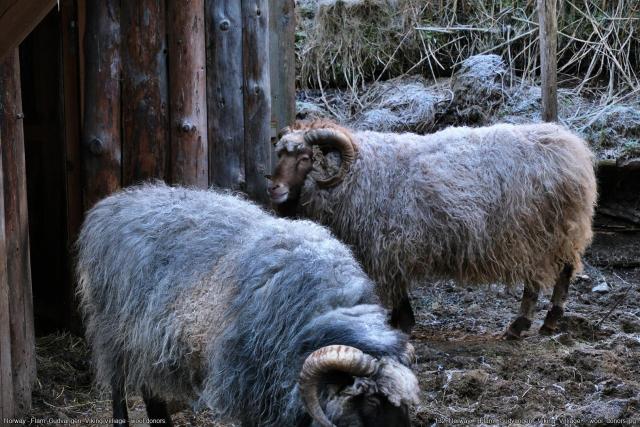 132_Norway_-_Gudvangen_-Viking_Village_-_wool_donors.jpg