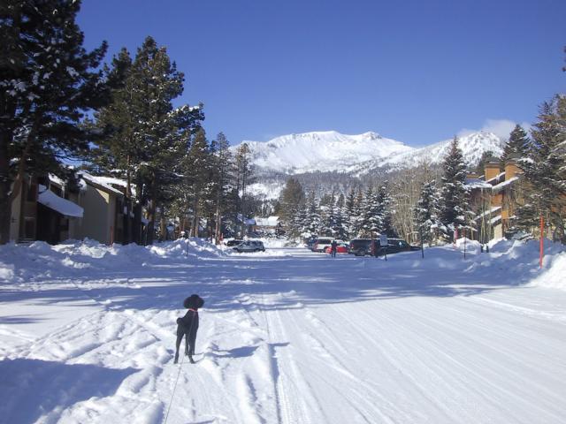 Day 3 -- Another glorious morning at the Snowcreek condo.  Who's dog is that anyway?