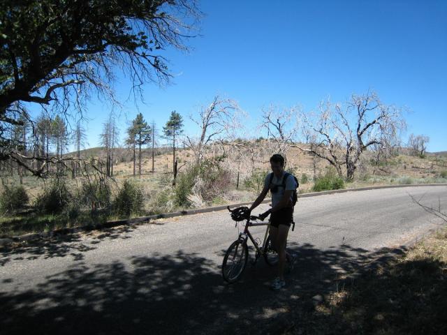 Martin.  Burned trees are remnants of San Diego's 2003 Cedar fire.