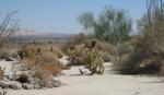 Road Runner at Anza Borrego Visitor Center