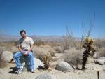 Teddy Bear Cholla