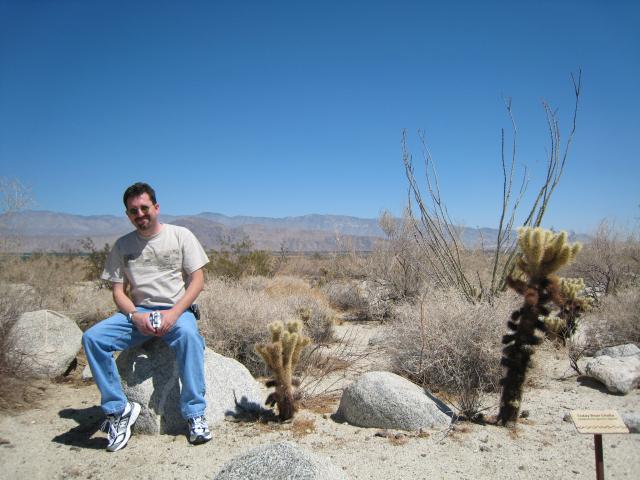 Teddy Bear Cholla