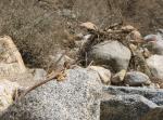 Unknown fauna on Palm Canyon Trail--still unable to ID