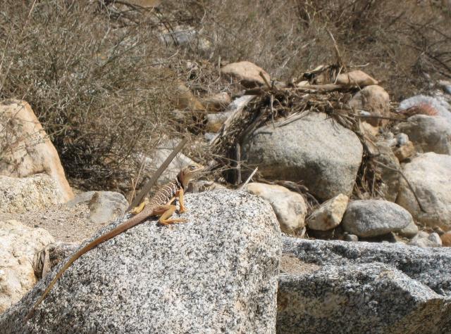 Unknown fauna on Palm Canyon Trail--still unable to ID