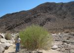 More mountains on palm canyon trail