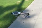 Mama coughs up for baby gull.