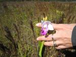 Kilauea Caldera: Wild Orchids