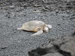 Punalu'u Black Sand Beach