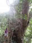 Waipi'o Valley: Trail to Waimanu