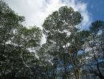 Lava Tree State Monument: Monkey Pod Trees