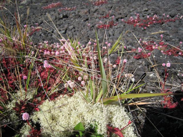Off Saddle Road:Flora