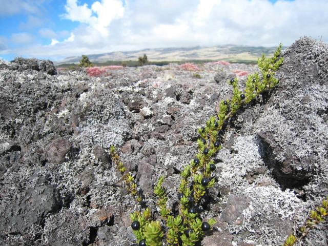 Off Saddle Road:Flora