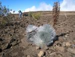 Mauna Kea Access Road: Silver Swords