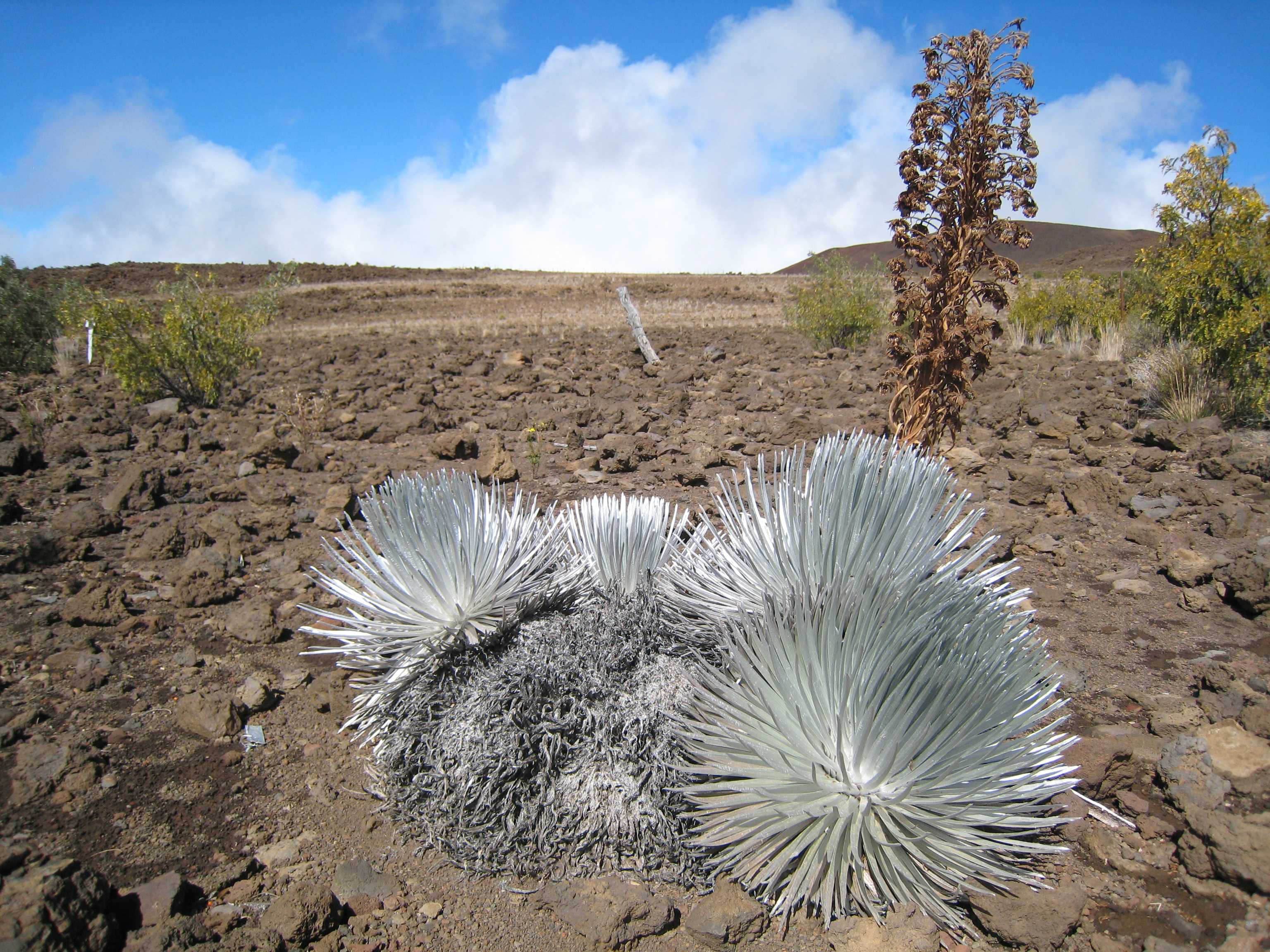 Mauna Kea Access Road: Silver Swords