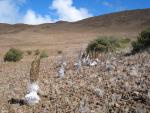 Mauna Kea Access Road: Silver Swords