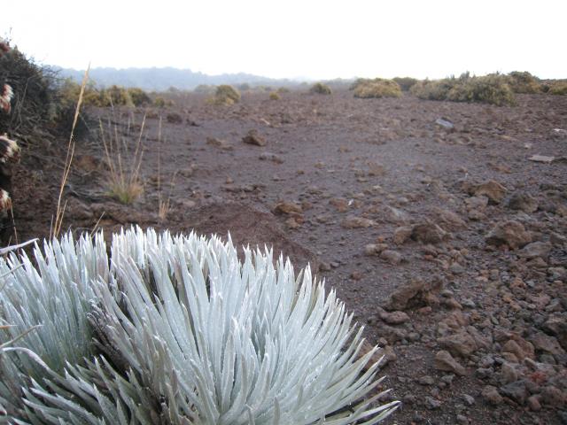 Mauna Kea Access Road: More Silver Swords