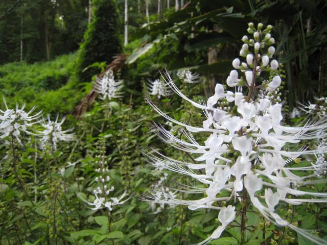 Hawaii Tropical Botanical Garden