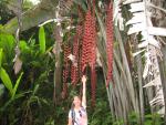 Hawaii Tropical Botanical Garden: Vivian