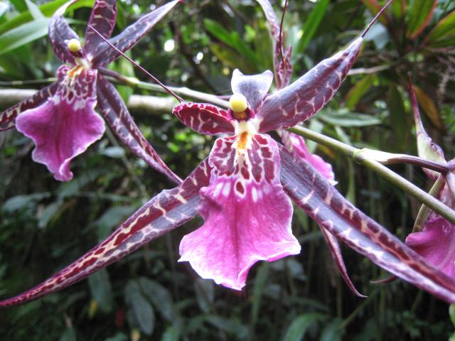 Hawaii Tropical Botanical Garden: Orchid