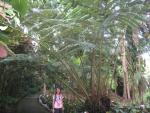 Hawaii Tropical Botanical Garden: Ginormous (not official name) fern.