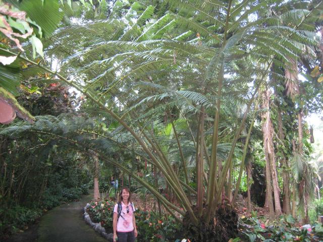 Hawaii Tropical Botanical Garden: Ginormous (not official name) fern.