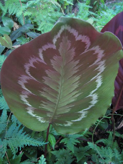 Hawaii Tropical Botanical Garden