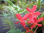 Hawaii Tropical Botanical Garden: Orchid