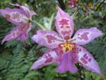 Hawaii Tropical Botanical Garden: Orchid