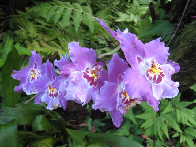 Hawaii Tropical Botanical Garden: Orchid