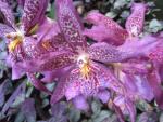 Hawaii Tropical Botanical Garden: Orchid