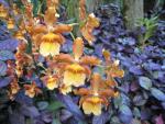 Hawaii Tropical Botanical Garden: Orchid