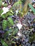 Hawaii Tropical Botanical Garden: Orchid