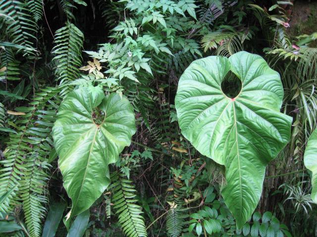 Hawaii Tropical Botanical Garden