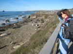 Elephant Seals at Piedras Blancas