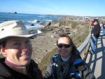 Elephant Seals at Piedras Blancas