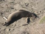 Elephant Seals at Piedras Blancas