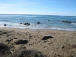 Elephant Seals at Piedras Blancas