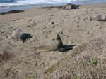 Elephant Seals at Piedras Blancas: mom and pup.