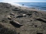 Elephant Seals at Piedras Blancas