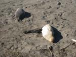 Elephant Seals at Piedras Blancas: Pup nursing