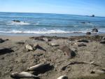 Elephant Seals at Piedras Blancas