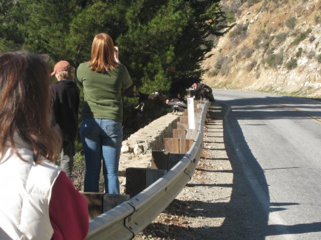 Highway 1, Big Sur Coast: California Condors: We saw about 8 condors milling around on the side of the road.