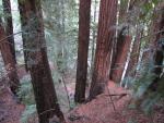 Pfeiffer Big Sur: Buzzard's Roost Trail: Look at the little people down there!