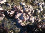 Pfeiffer Beach: Barnacles