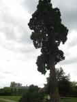 We saw this awesome tree as we walked back past the Petit Trianon, heading back to the main palace.