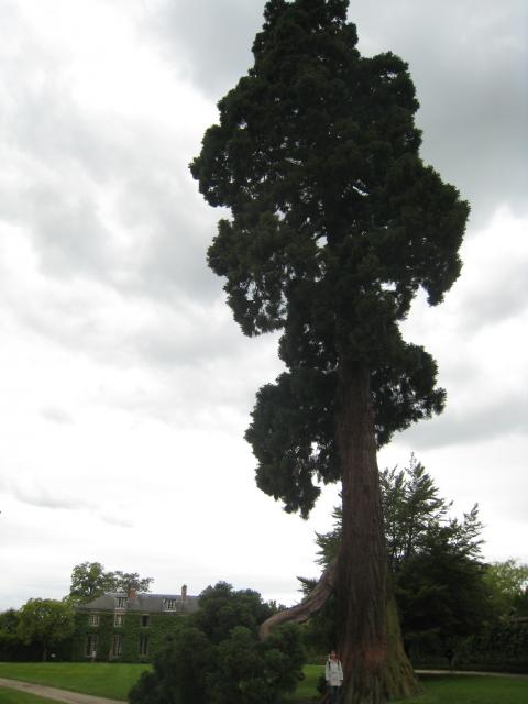 We saw this awesome tree as we walked back past the Petit Trianon, heading back to the main palace.