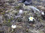 Beautiful Alpine spring flowers.